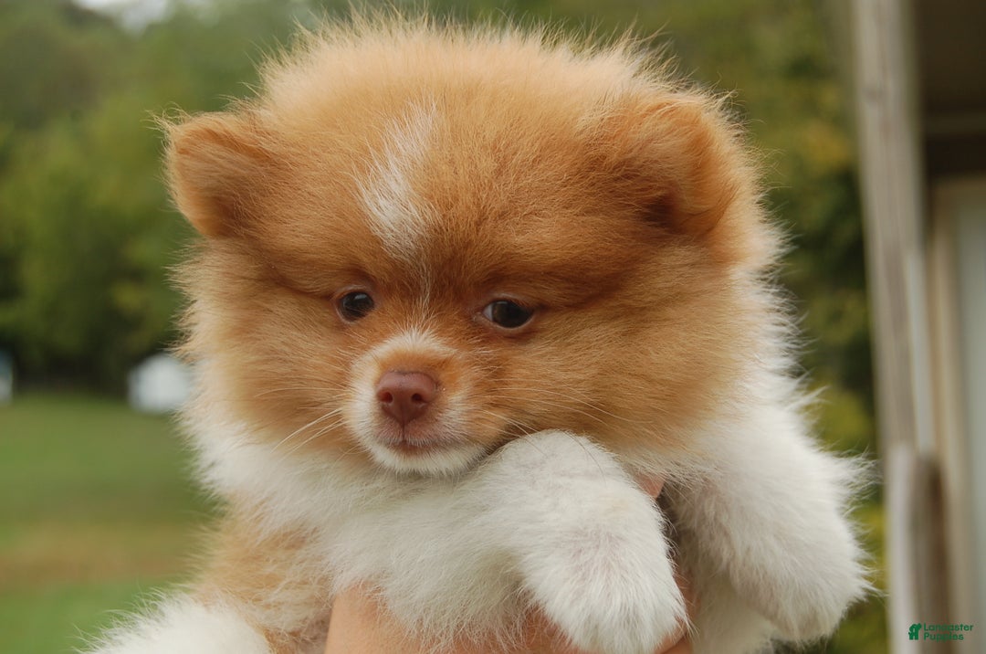Pomeranian dogs for sale: Pomeranian Puppy 1 - Ad 2