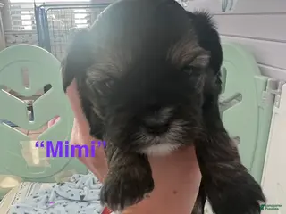 Morkie dogs Mimi - Ad 31