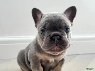 French Bulldog dogs Dave - Ad 24