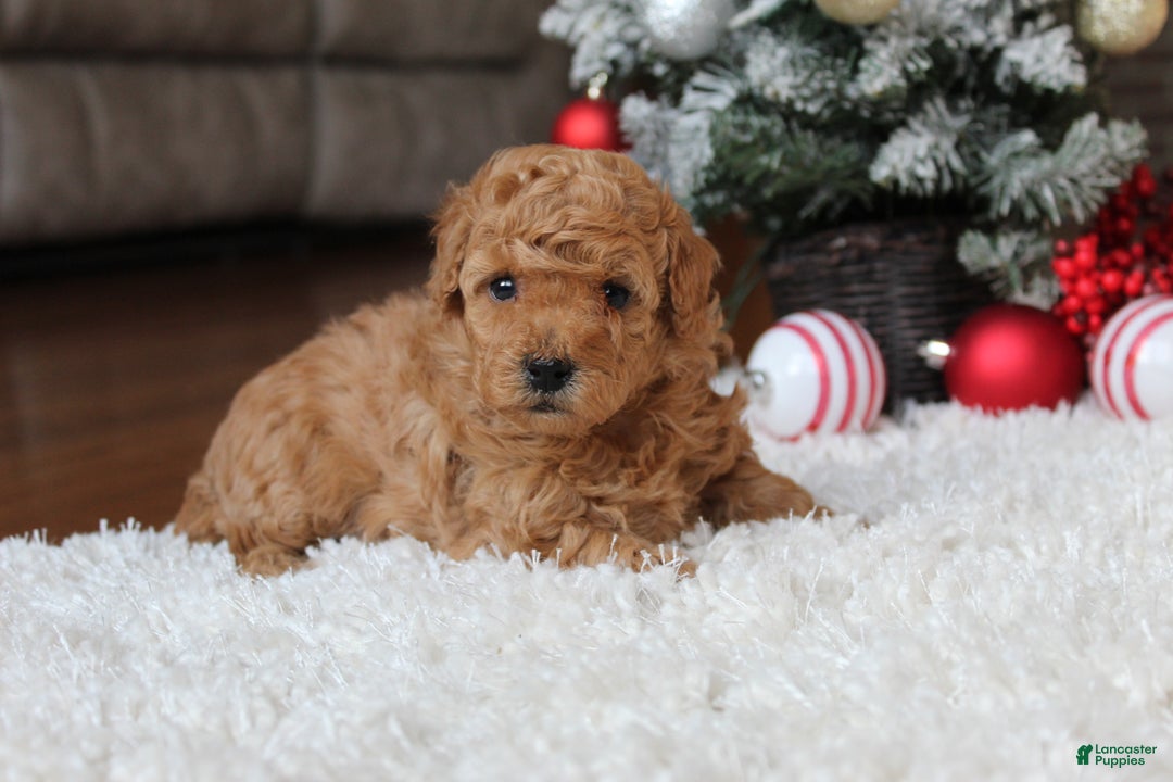 Toy Poodle dogs for sale: Carson - Ad 9