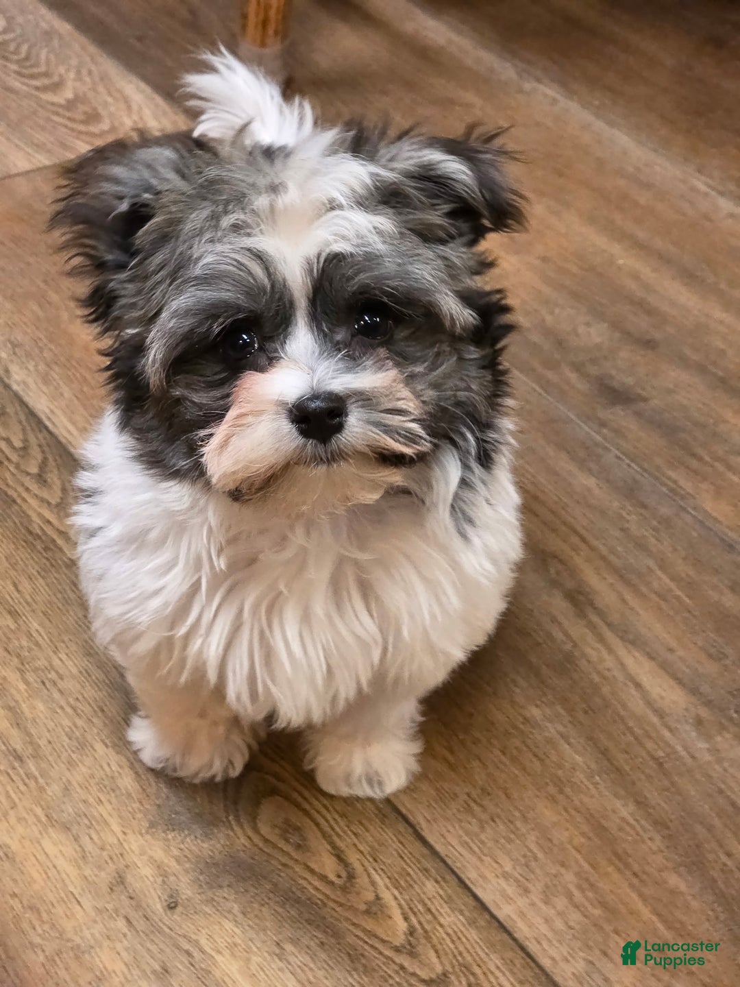 Havanese dogs for sale: Tin Tin - Ad 4