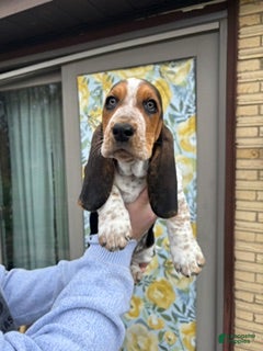 Basset Hound dogs Basset Hound Puppy 5: Black - Ad 1