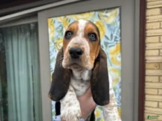 Basset Hound dogs for sale: Basset Hound Puppy 5: Black - Ad 1