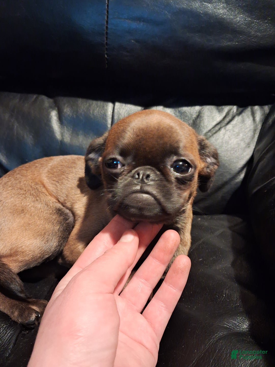 Mixed Breed dogs for sale: Coco - Ad 7