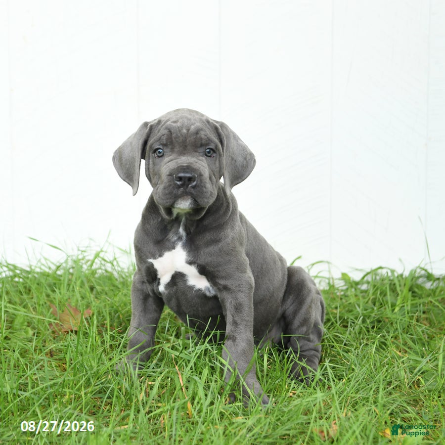 Cane Corso dogs Ranger - Ad 1
