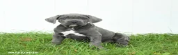 Cane Corso dogs for sale: Ranger - Ad 1