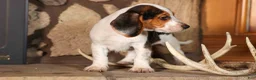 Beagle dogs for sale: Dillard🐾 - Ad 7