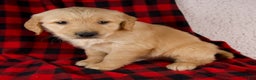Golden Retriever dogs for sale: Tigger - Ad 6