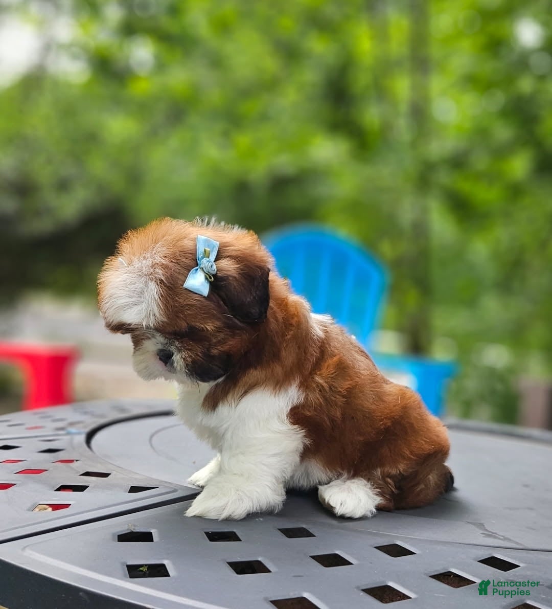 Shih Tzu dogs for sale: Shih Tzu Puppy 5 - Ad 4