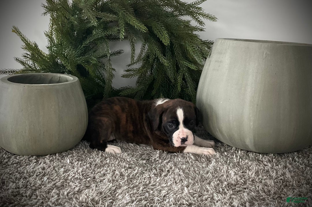 Boxer dogs for sale: Brynn - Ad 5
