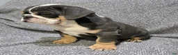 English Bulldog dogs for sale: Trippi - Ad 5