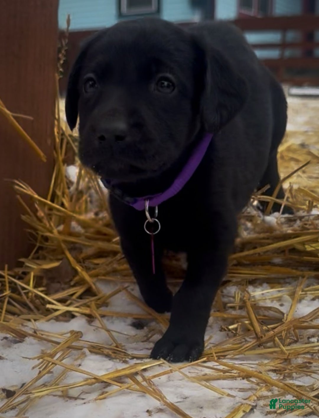 Labrador Retriever dogs for sale: Labrador Retriever Puppy 1 - Ad 2