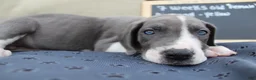 Great Dane dogs for sale: Diamond - Ad 1