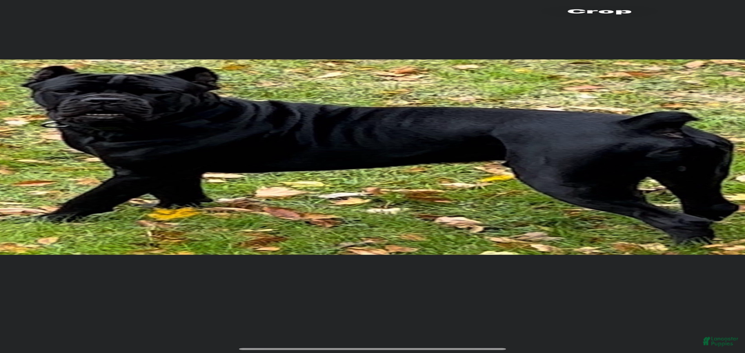 Gallery Image {{count}}