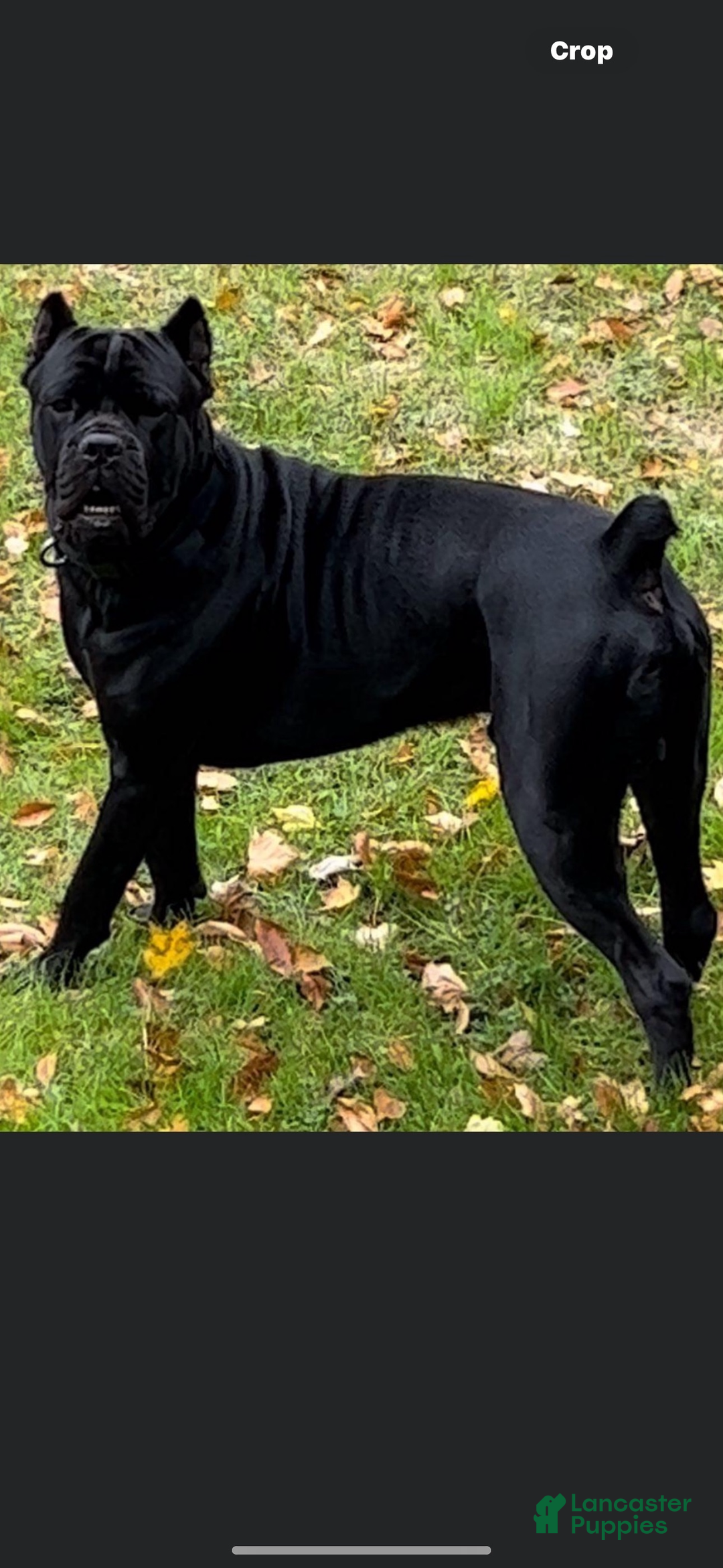 Gallery Image {{count}}