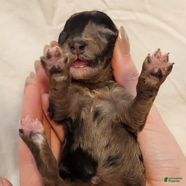 Pixie_Female Blue Merle Mini-Aussiedoodle