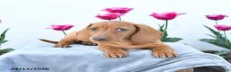 Miniature Dachshund dogs for sale: Woody - Ad 2