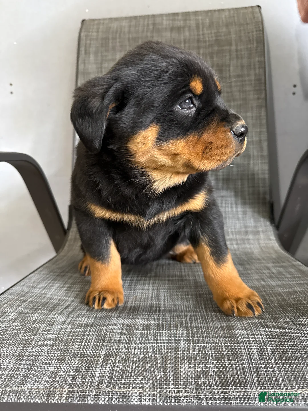 Rottweiler dogs for sale: Lacie - Ad 11