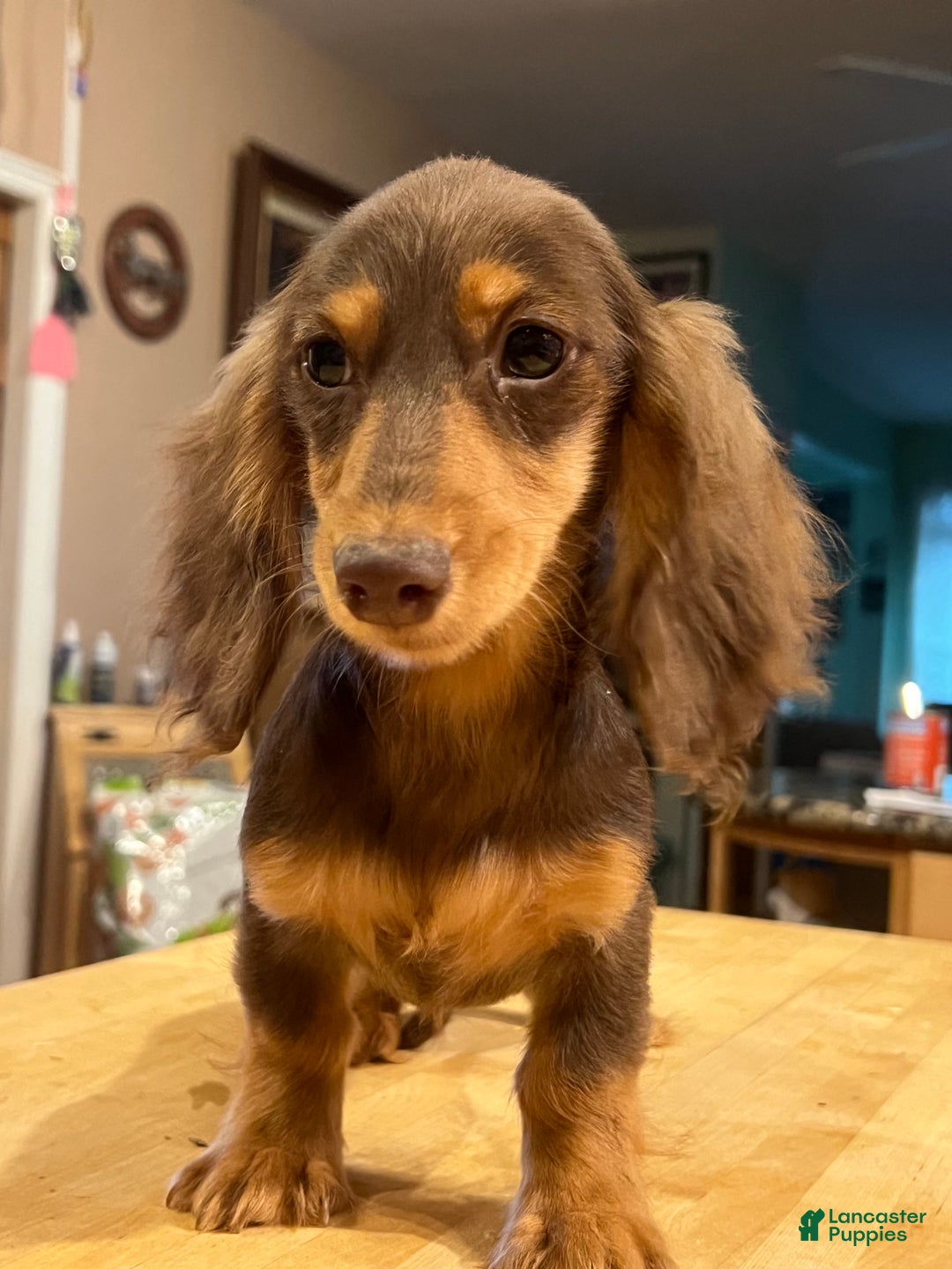Miniature Dachshund dogs for sale: Import champion blood - Ad 19