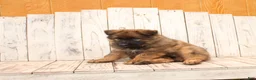 German Shepherd dogs for sale: Benji - Ad 2
