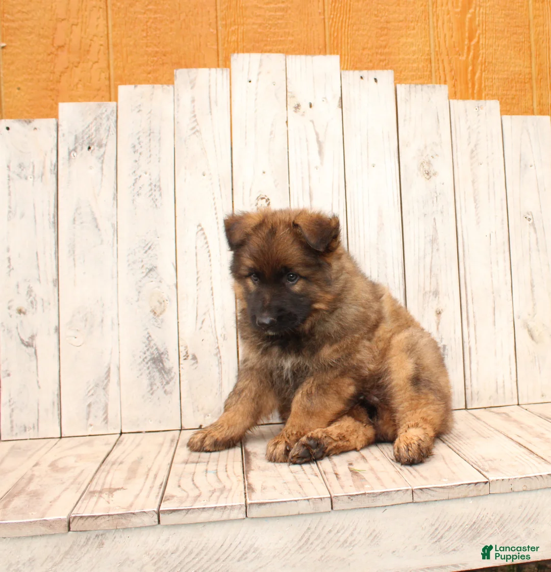 German Shepherd dogs for sale: Benji - Ad 2
