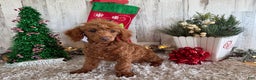 Toy Poodle dogs for sale: Polly - Ad 2