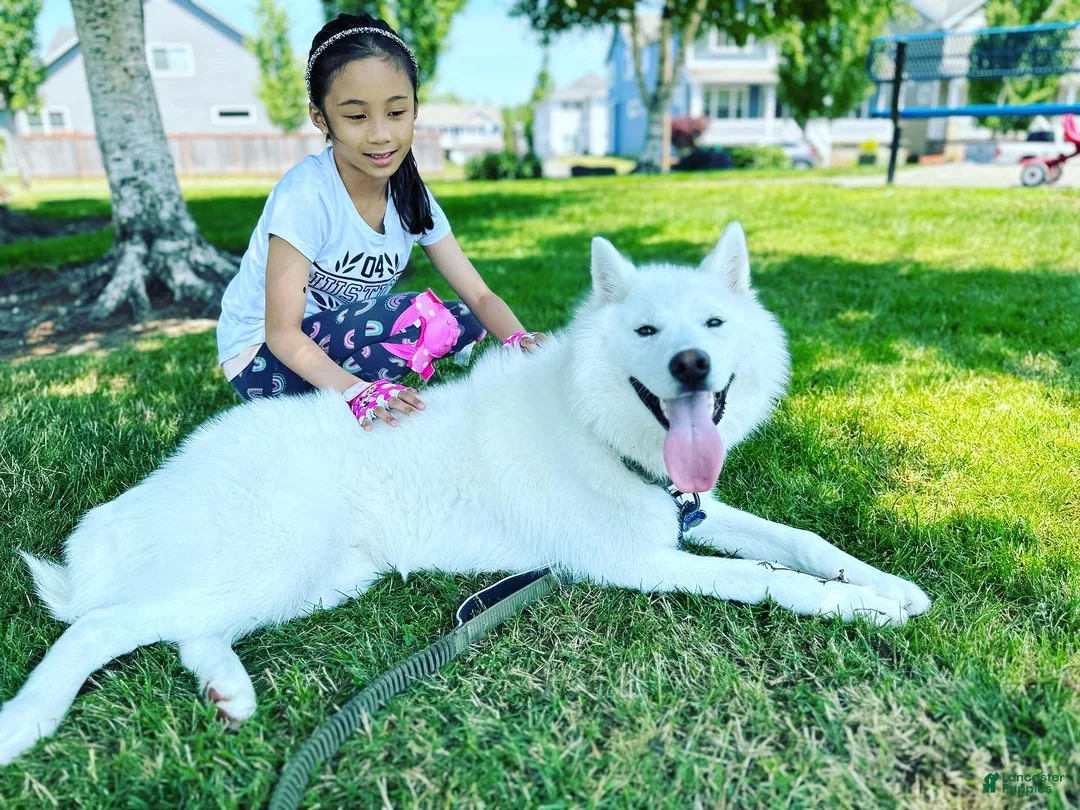 Siberian Husky dogs for sale: Frost - Ad 1