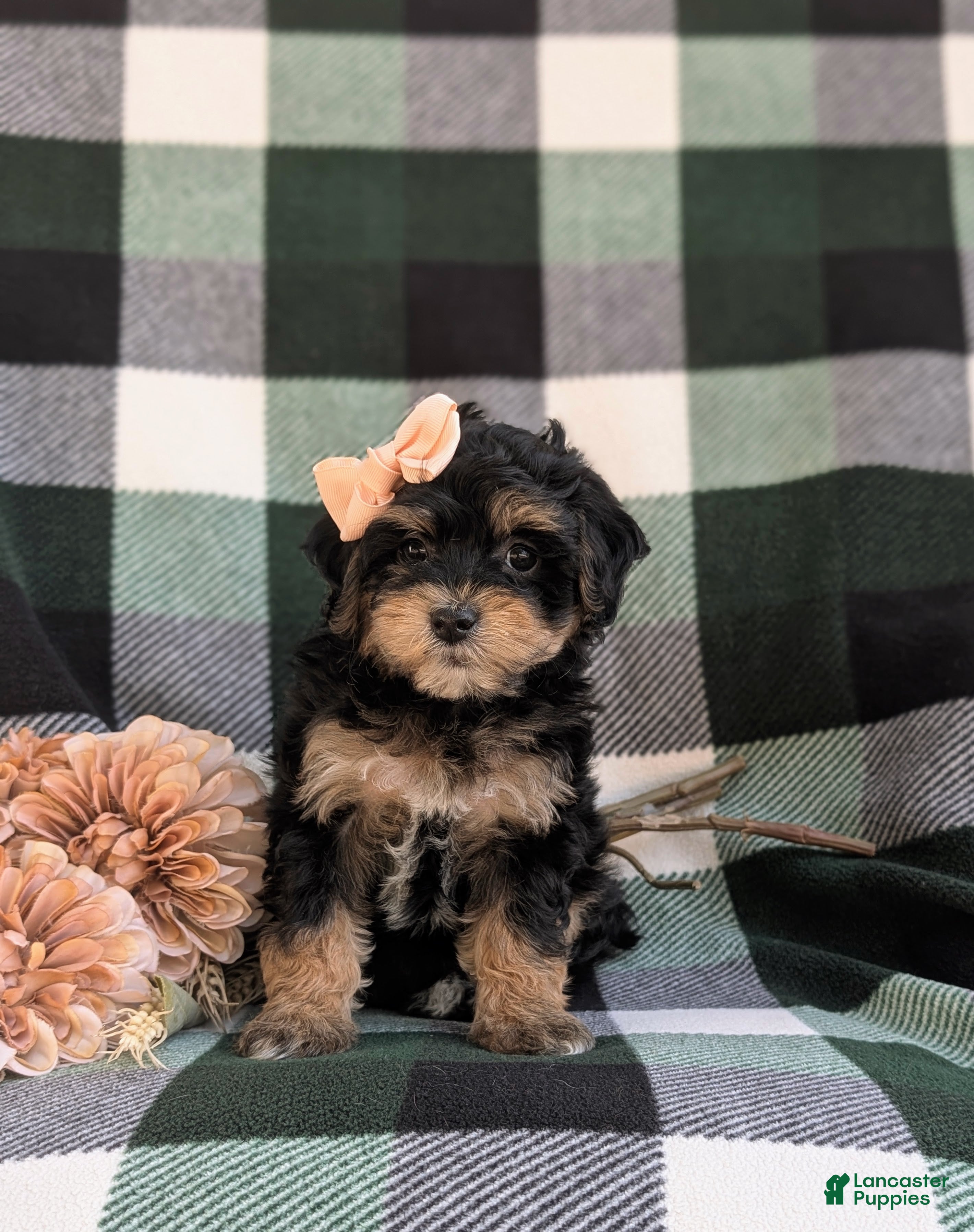 Havapoo dogs Shanna Hypoallergenic - Ad 2