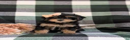 Havapoo dogs for sale: Shanna Hypoallergenic - Ad 2