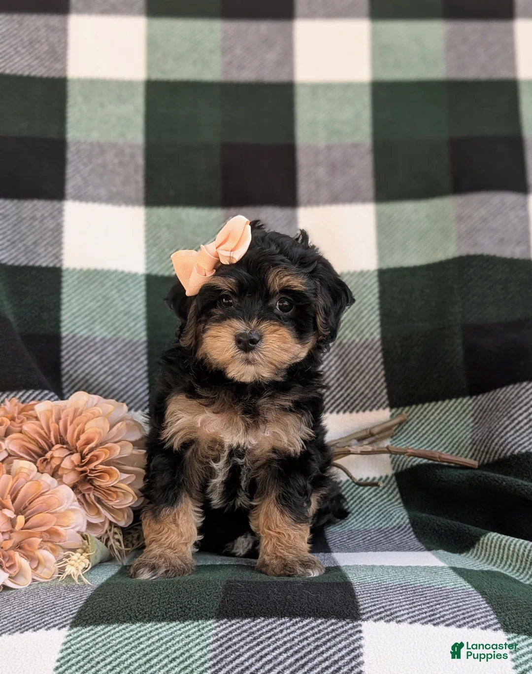 Havapoo dogs for sale: Shanna Hypoallergenic - Ad 2