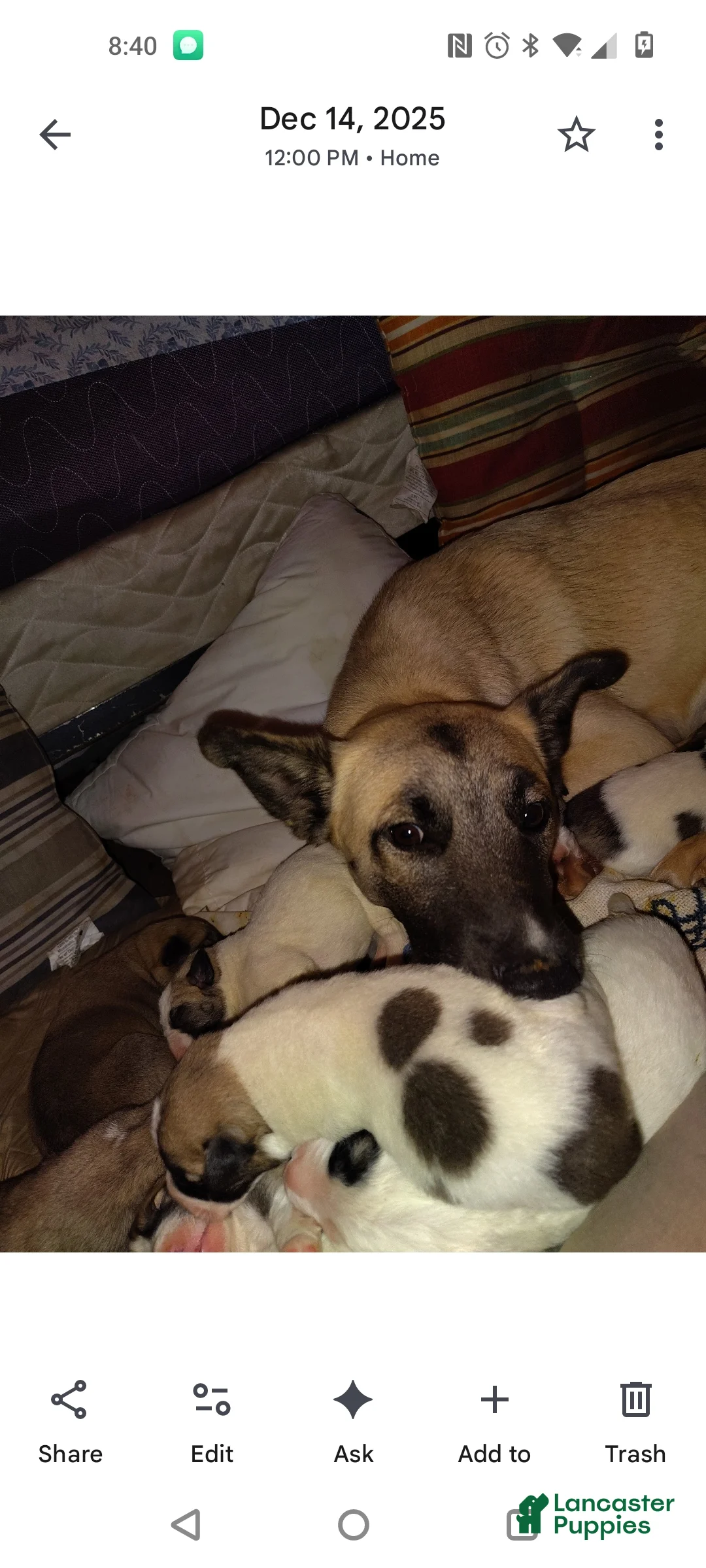 Mixed Breed dogs for sale: Rolly Polly Boy - Ad 2