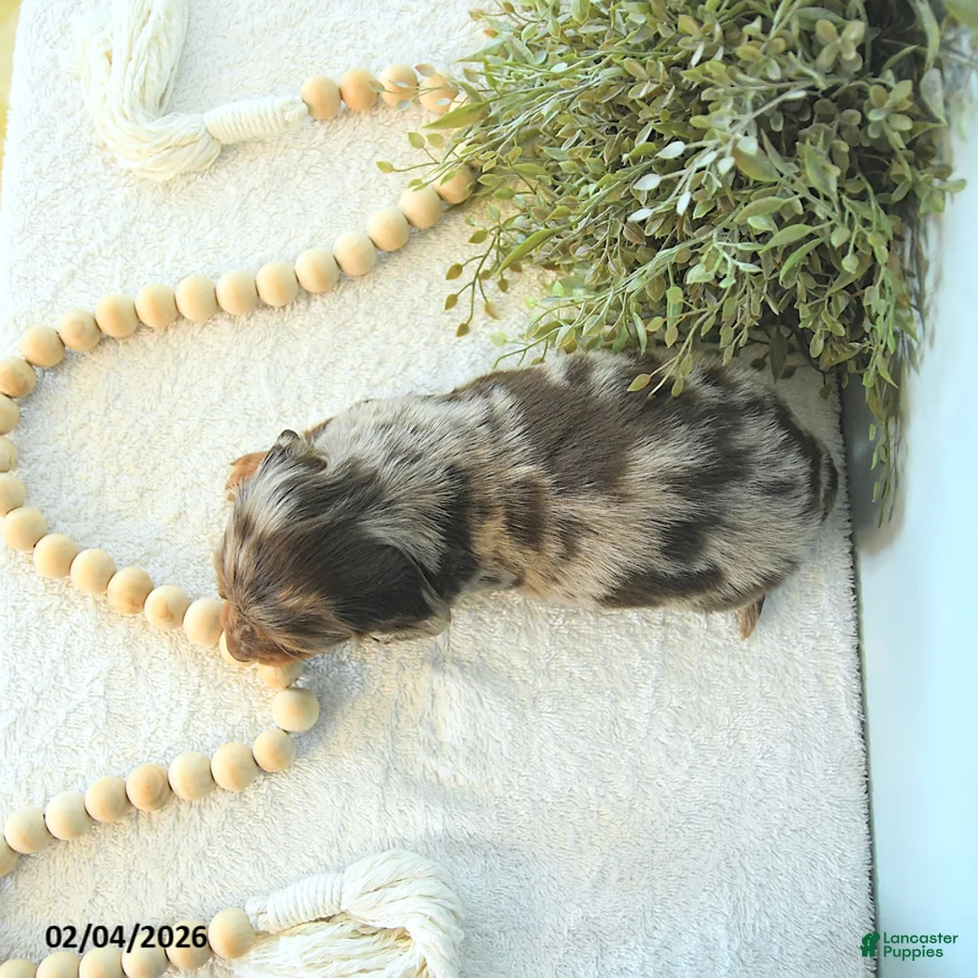 Miniature Dachshund dogs for sale: Ivy - Ad 3