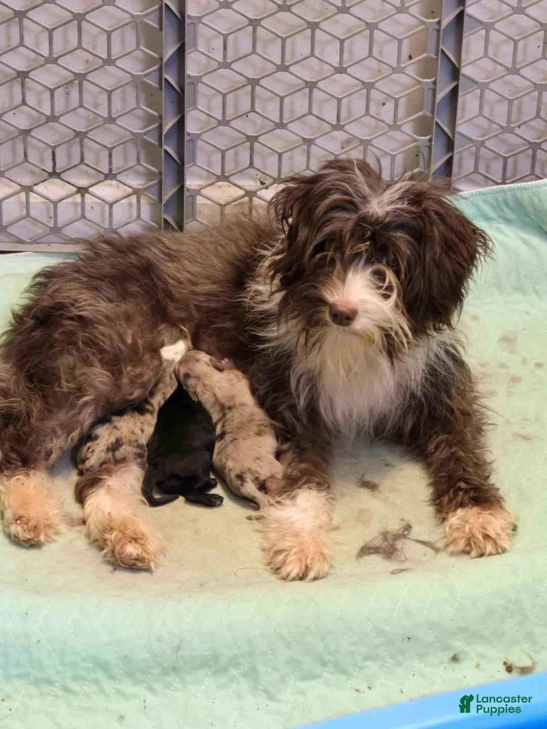 Mini Aussiedoodle dogs for sale: Bella - Ad 10