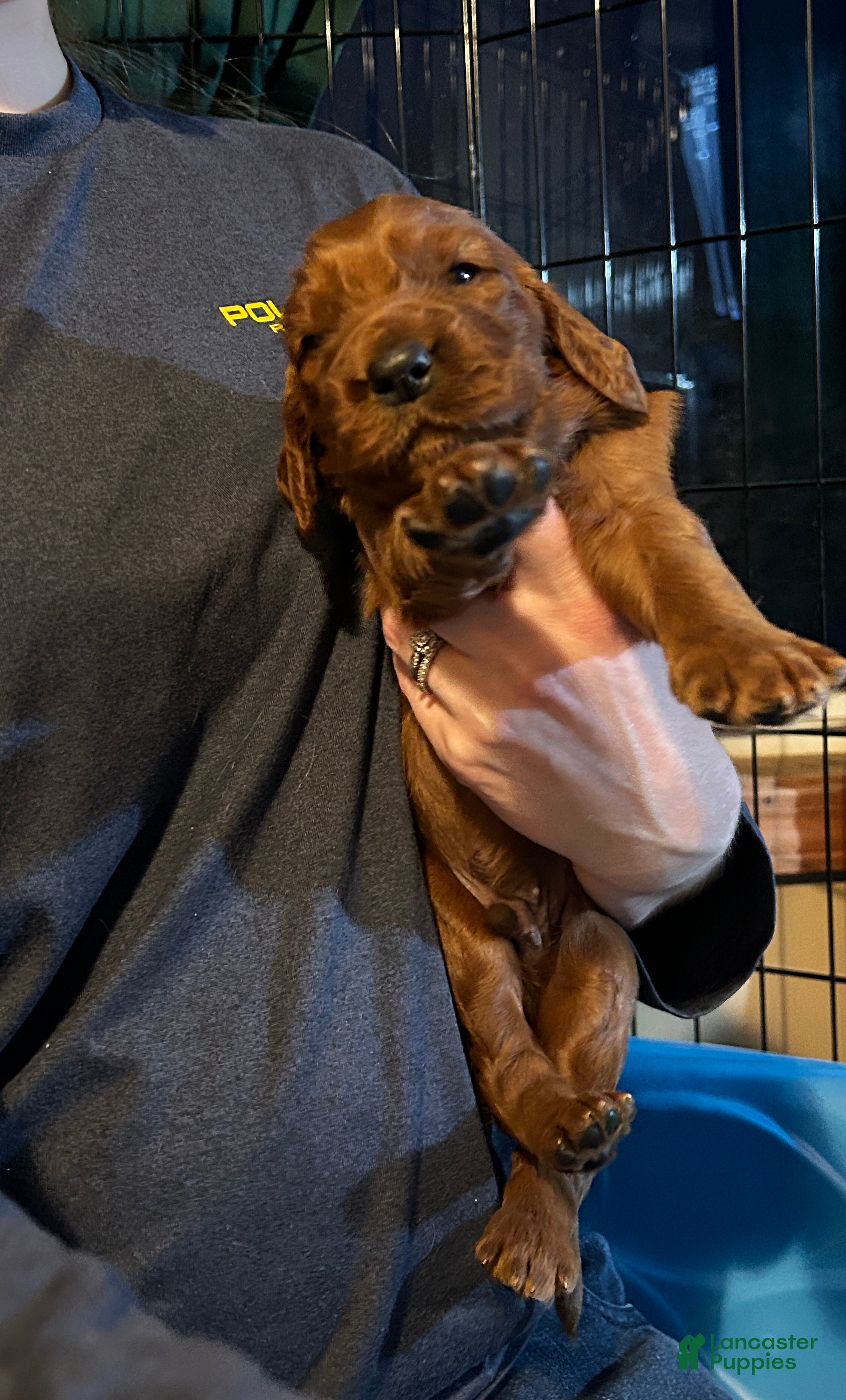 Irish Setter dogs Irish Setter Puppy 1 - Ad 16