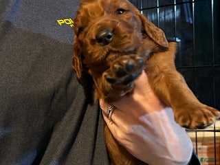 Irish Setter dogs Irish Setter Puppy 1 - Ad 16