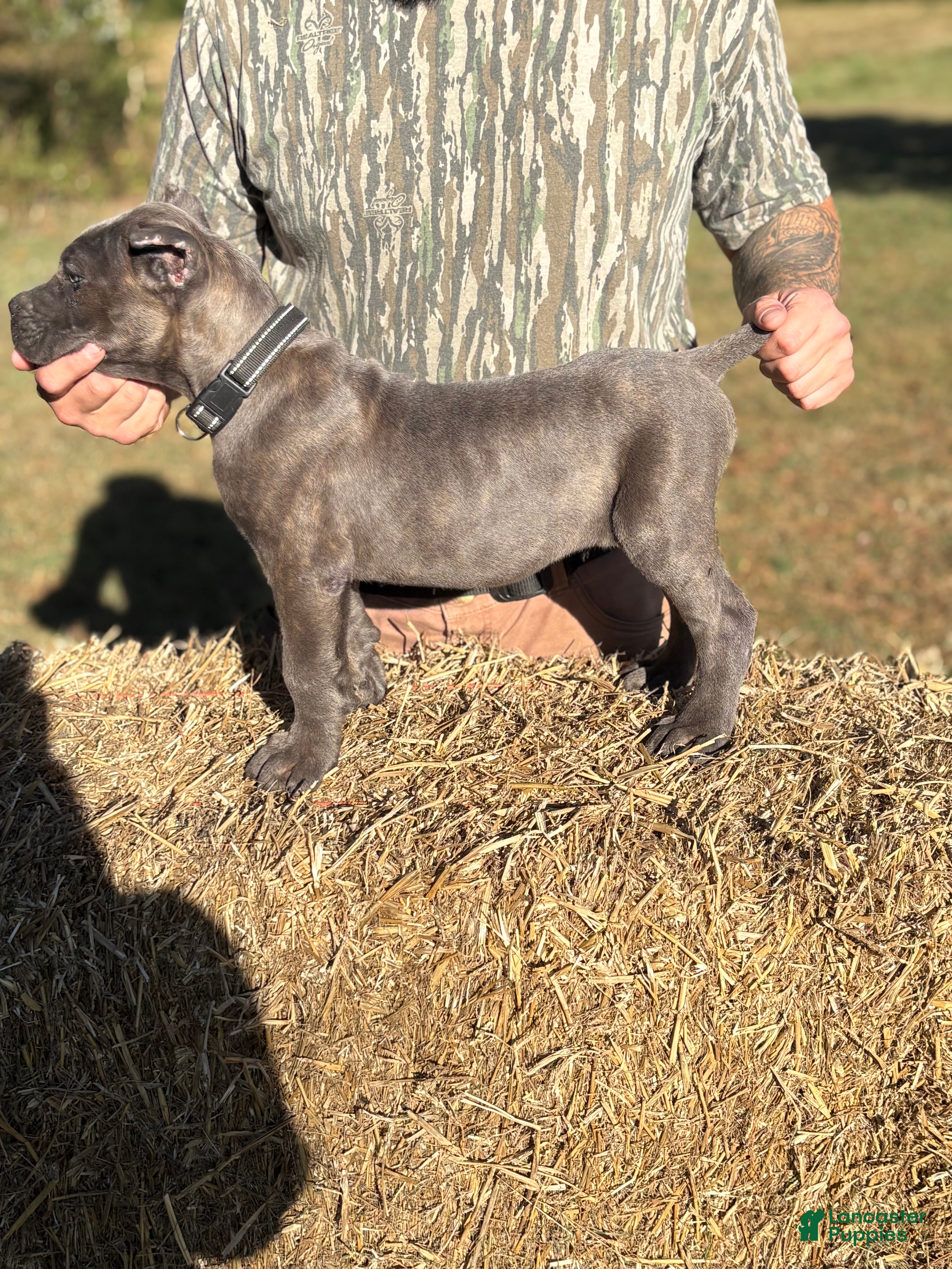 Cane Corso dogs for sale: Black - Ad 2