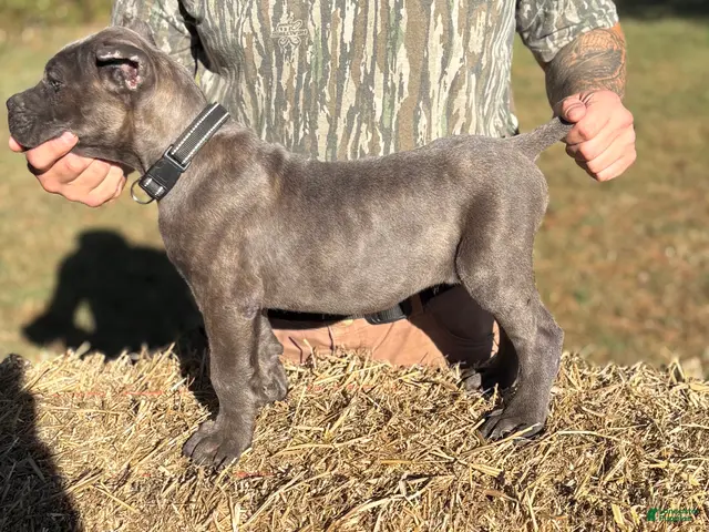 Cane Corso dogs for sale: Black - Ad 2
