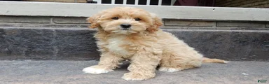 Benji