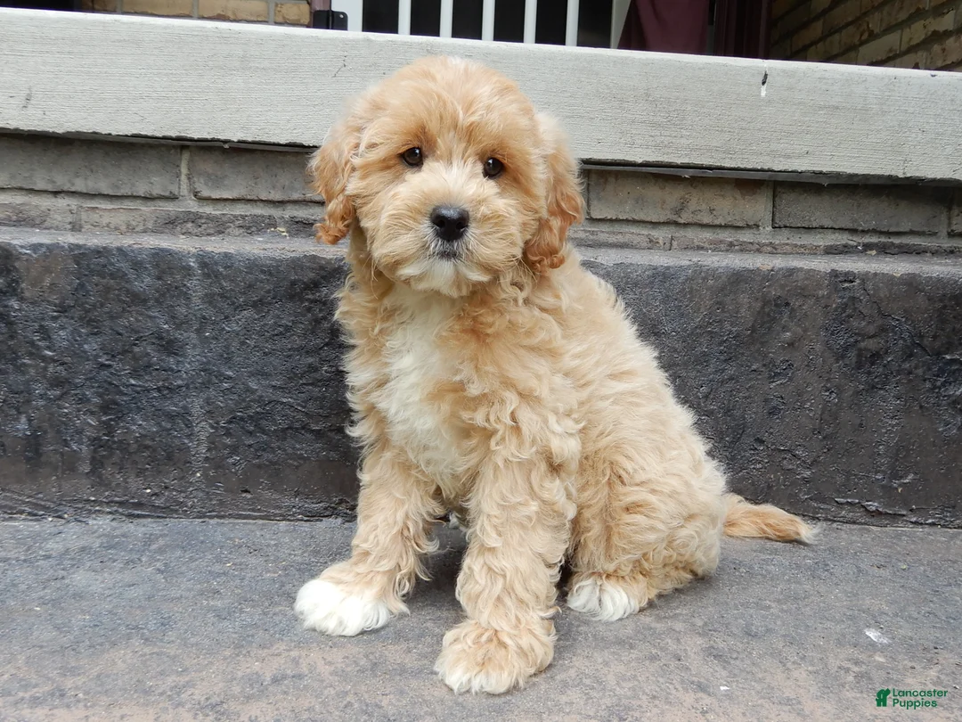Cavapoo dogs for sale: Benji - Ad 1
