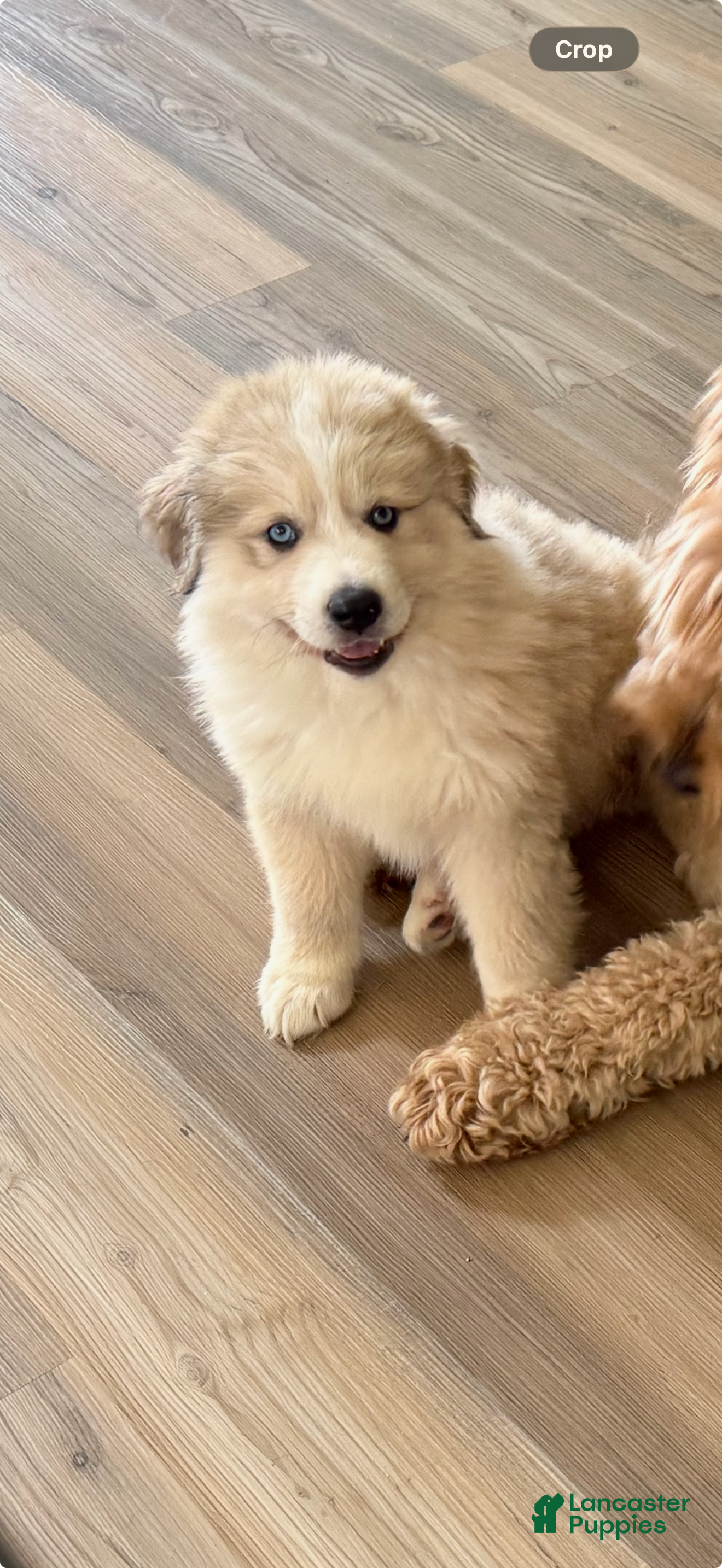 Mixed Breed dogs Mixed Breed Puppy 1 - Ad 31