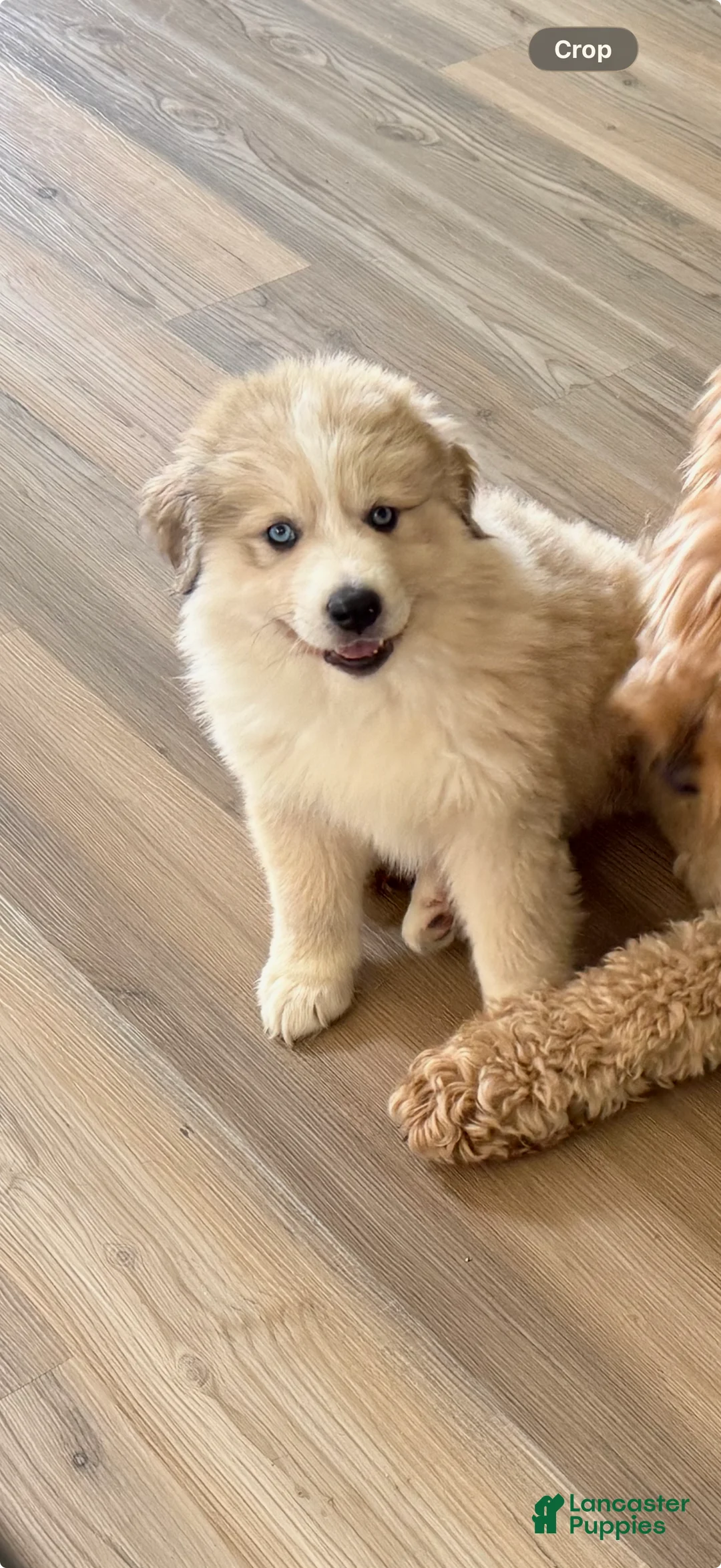 Mixed Breed dogs for sale: Mixed Breed Puppy 1 - Ad 1