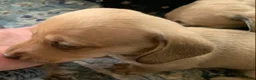 Dachshund dogs for sale: Shaded cream female smooth coat  - Ad 1