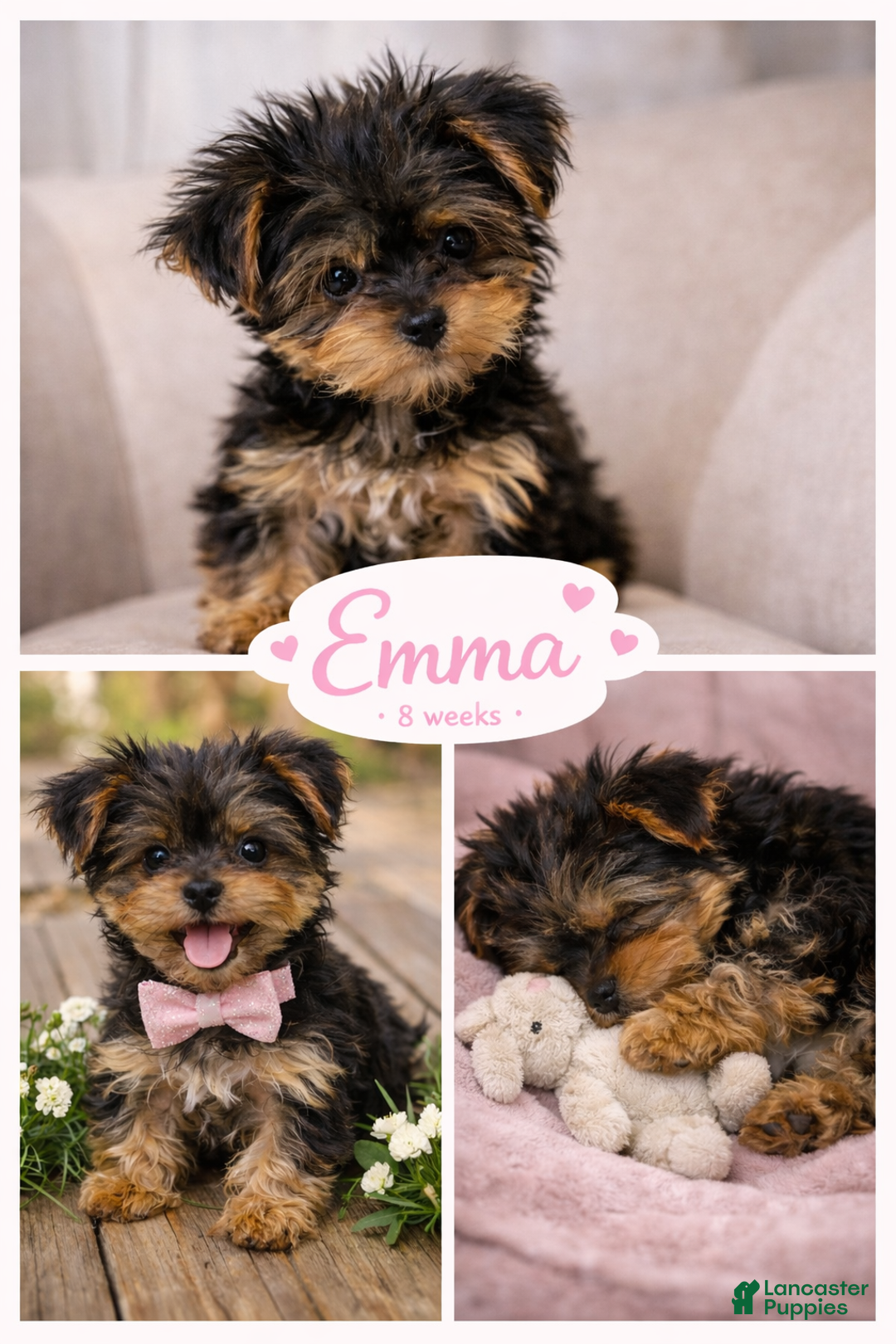 Yorkshire Terrier dogs for sale: 🐾 Puppy #3 – Emma (Female) - Ad 1