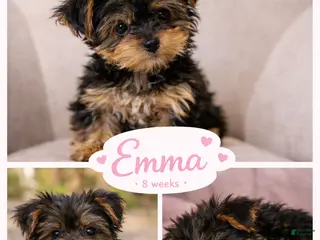 Yorkshire Terrier dogs 🐾 Puppy #3 – Emma (Female) - Ad 32