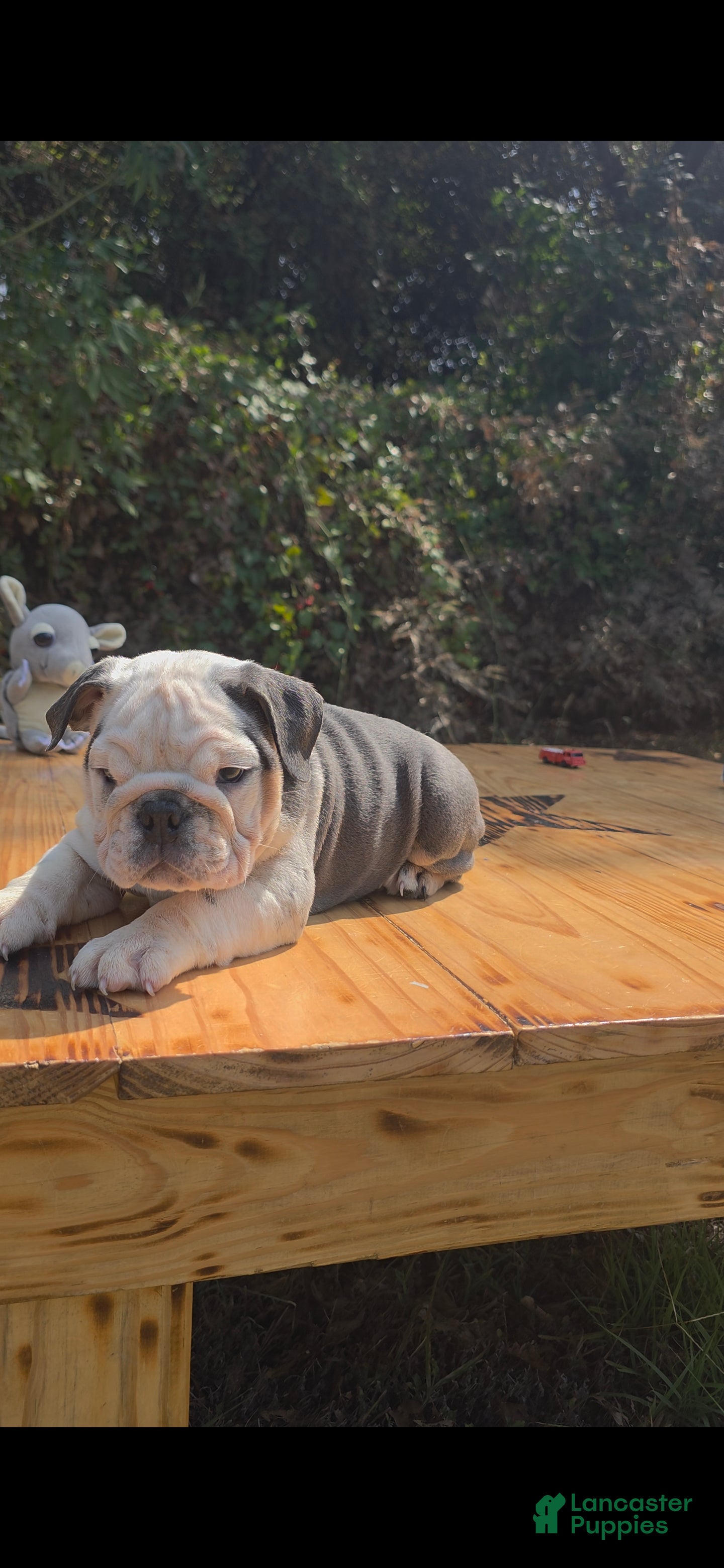 English Bulldog dogs Marshmallow - Ad 2