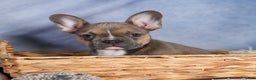 Frenchton dogs for sale: NEVA - Ad 16