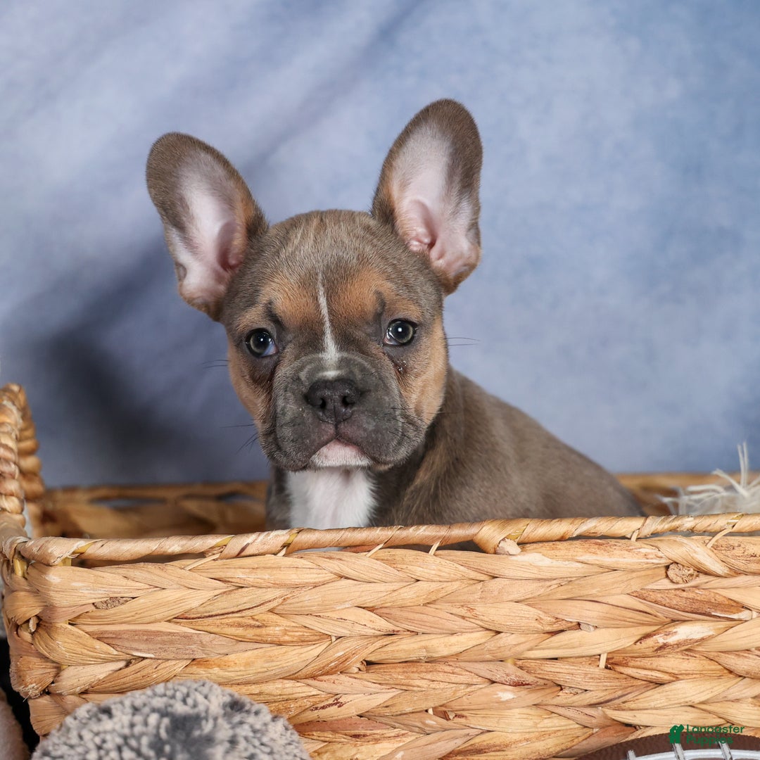 Frenchton dogs for sale: NEVA - Ad 16
