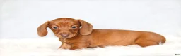 Miniature Dachshund dogs for sale: Clara - Ad 3