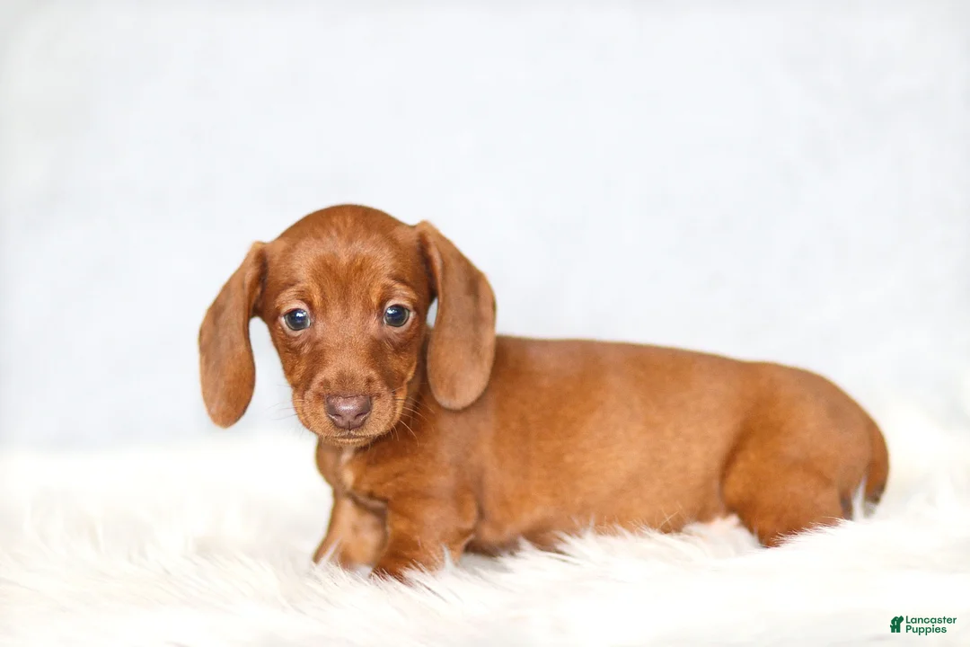 Miniature Dachshund dogs for sale: Clara - Ad 3