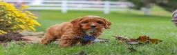 Cavapoo dogs for sale: Ranger - Ad 5